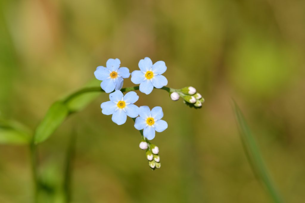 Flower from funeral during corona pandemic