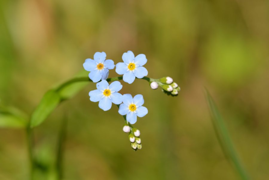 Flower from funeral during corona pandemic